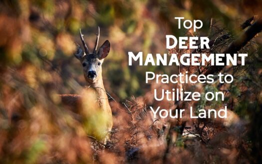 top deer management practices for your land