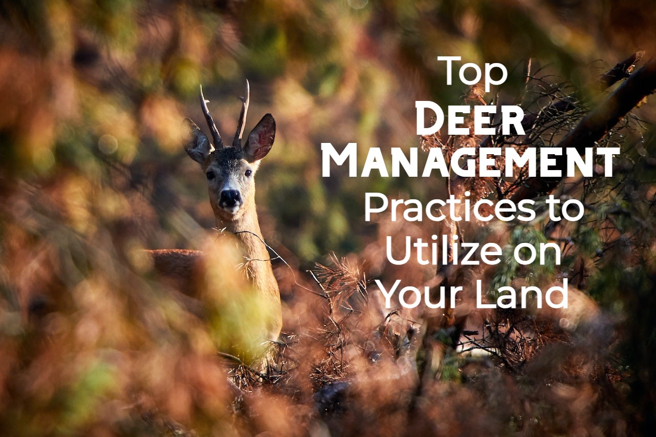 top deer management practices for your land