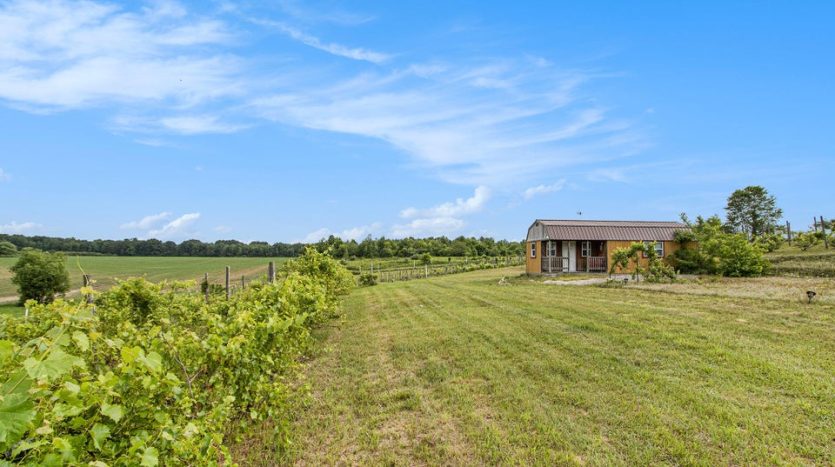 agricultural land with wine grapes for sale